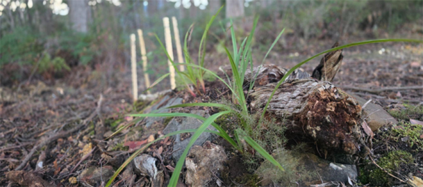 Roots, reclaiming and remembrance - how people and families can be supported to consider death as a natural part of life